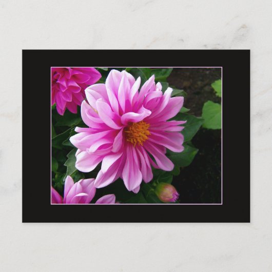 Carte postale Rose Dahlia (Devant)