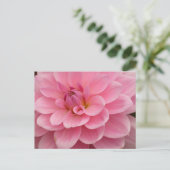 Carte postale rose Dahlia (Debout devant)