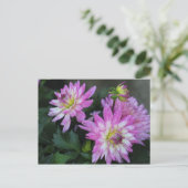 Carte postale Rose Dahlia (Debout devant)