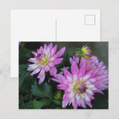 Carte postale Rose Dahlia (Devant / Derrière)