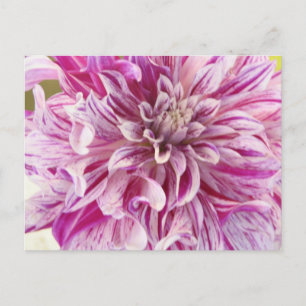 Carte postale Rose Dahlia Blossom