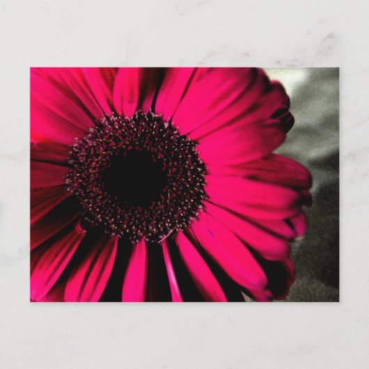 Carte postale Rose Daisy (Devant)