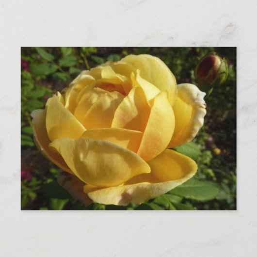 Carte Postale Rose d'Angleterre (Devant)
