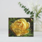 Carte Postale Rose d'Angleterre (Debout devant)