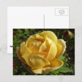 Carte Postale Rose d'Angleterre (Devant / Derrière)