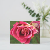 Carte Postale Rose dans le jardin (Debout devant)