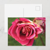 Carte Postale Rose dans le jardin (Devant / Derrière)