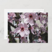 Carte postale rose d'arbre fleurissant de fleurs (Devant / Derrière)