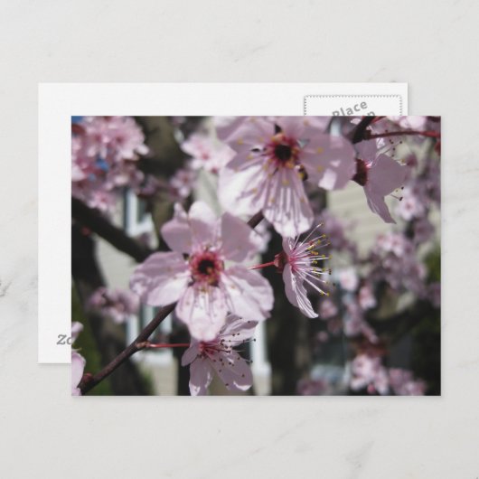 Carte postale rose d'arbre fleurissant de fleurs (Devant / Derrière)