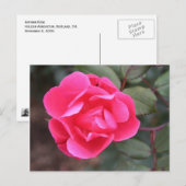 Carte Postale Rose d'automne (Devant / Derrière)