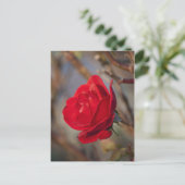 Carte postale Rose d'Automne (Debout devant)