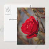 Carte postale Rose d'Automne (Devant / Derrière)