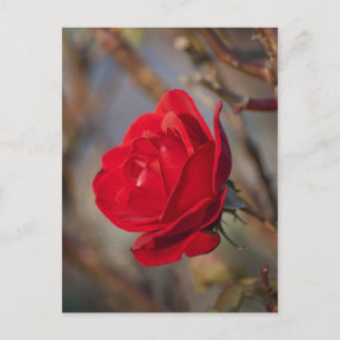 Carte postale Rose d'Automne