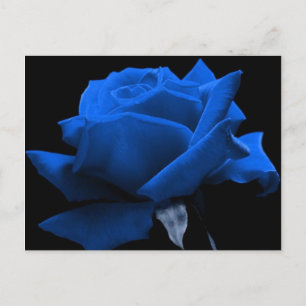 Carte Postale Rose de bleu