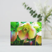 Carte Postale Rose de carême rose (Debout devant)