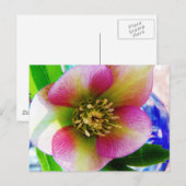 Carte Postale Rose de carême rose, (Devant / Derrière)