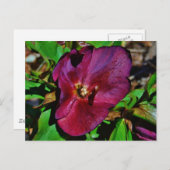 Carte Postale Rose de carême rose Bourgogne (Devant / Derrière)