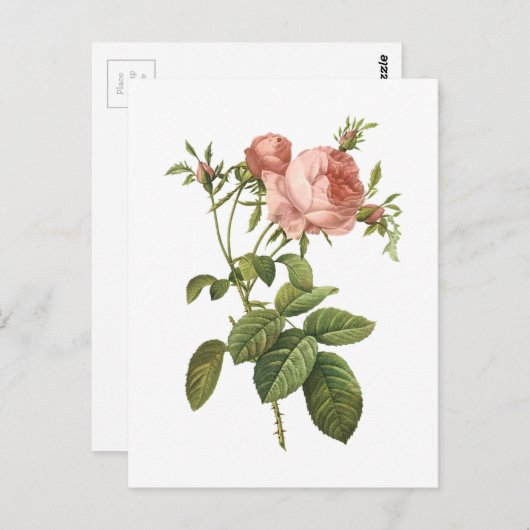 Carte Postale rose de chou (Rosa centifolia foliacea) par Redout (Devant / Derrière)