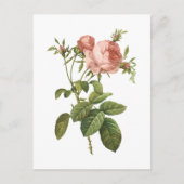 Carte Postale rose de chou (Rosa centifolia foliacea) par Redout (Devant)