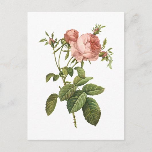 Carte Postale rose de chou (Rosa centifolia foliacea) par Redout (Devant)