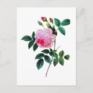 Carte Postale Rose de chou rose par Pierre Joseph Redoute