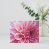Carte postale rose de chrysanthème (Debout devant)