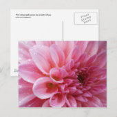 Carte postale rose de chrysanthème (Devant / Derrière)
