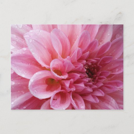 Carte postale rose de chrysanthème (Devant)