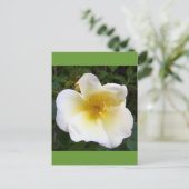 Carte Postale Rose de crème parfumée (Debout devant)