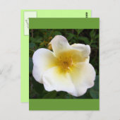 Carte Postale Rose de crème parfumée (Devant / Derrière)