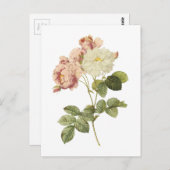 Carte Postale rose de Damas (Rosa damascena celsiana) par Redout (Devant / Derrière)