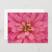 Carte postale rose de fleur de Zinnia (Devant / Derrière)