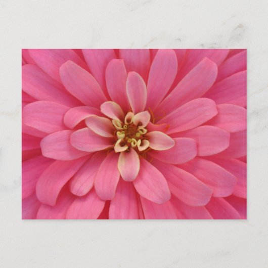 Carte postale rose de fleur de Zinnia (Devant)