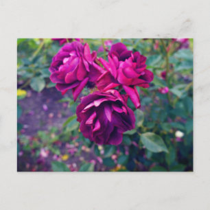 Carte postale Rose de glace de Bourgogne #3
