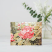 Carte Postale Rose de jardin (Debout devant)