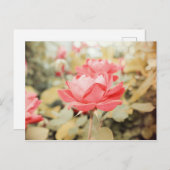 Carte Postale Rose de jardin (Devant / Derrière)