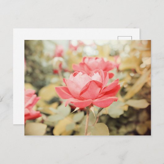 Carte Postale Rose de jardin (Devant / Derrière)