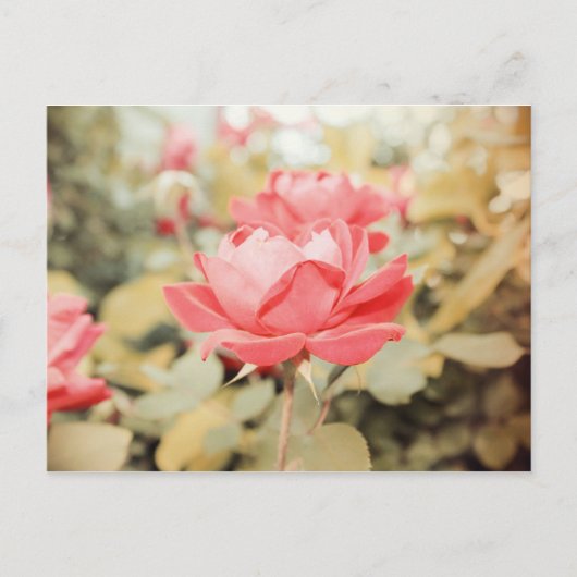 Carte Postale Rose de jardin (Devant)