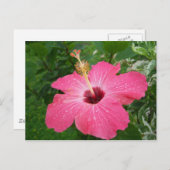 Carte postale rose de ketmie (Devant / Derrière)