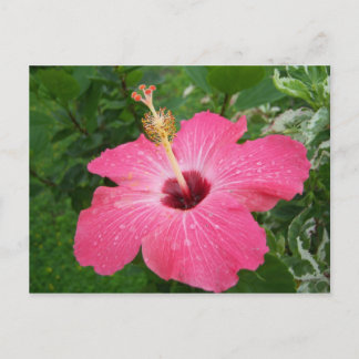 Carte postale rose de ketmie