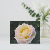 Carte Postale Rose de la paix (Debout devant)