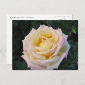 Carte Postale Rose de la paix (Devant / Derrière)