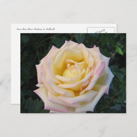 Carte Postale Rose de la paix (Devant / Derrière)