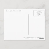 Carte Postale Rose de la paix (Dos)