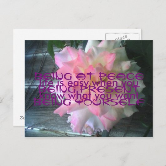 Carte postale Rose de la paix (Devant / Derrière)