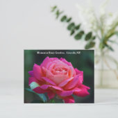 Carte postale Rose de la paix de Chicago HRG 500n  (Debout devant)