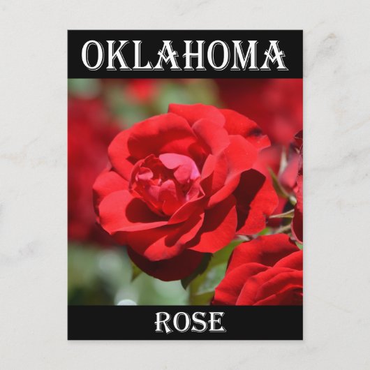 Carte Postale Rose de l'Oklahoma (Devant)