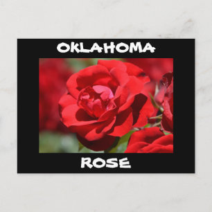 Carte Postale Rose de l'Oklahoma
