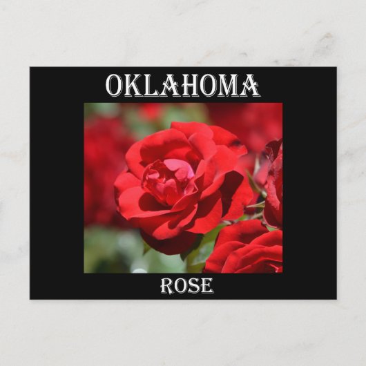 Carte Postale Rose de l'Oklahoma (Devant)