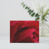 Carte Postale Rose de macro rouge avec gouttelettes d'eau (Debout devant)